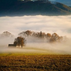 Wildlife (Rehearsal)