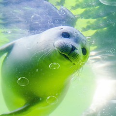 뽀글뽀글(prod. BMTJ)