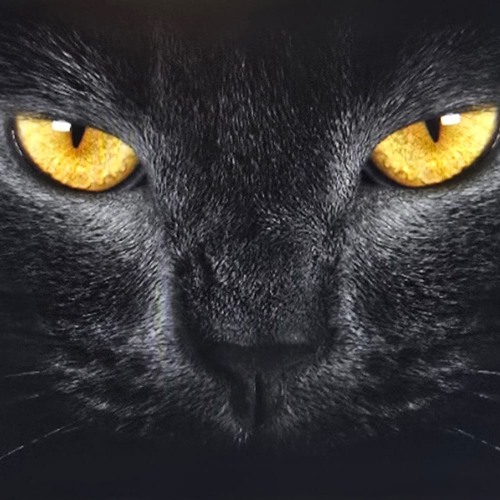NARCICS -THE CAT (original Mix)
