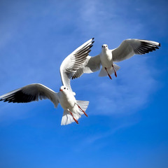 Sound Float 64 „Als ich wie ein Vogel war“
