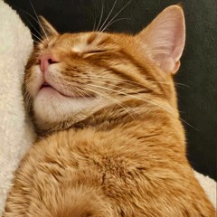 To Poor Murray, a Great Cat Gone