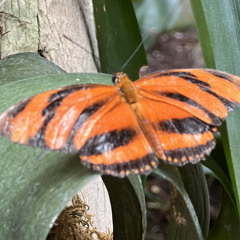 butterfly beats