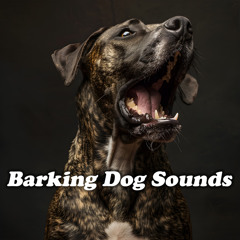 Happy Dog Barks