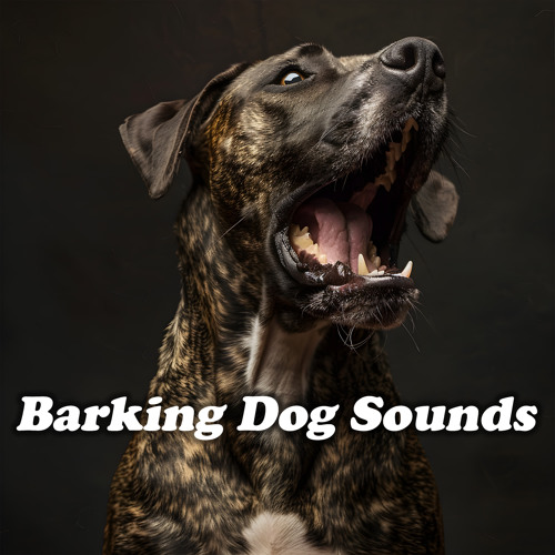Happy Dog Barks