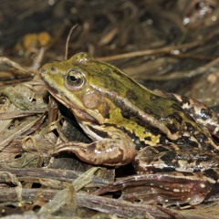 Pool Frogs - Lorraine, France