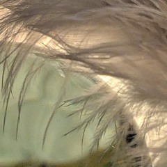 t2t~echo of time~.m4a