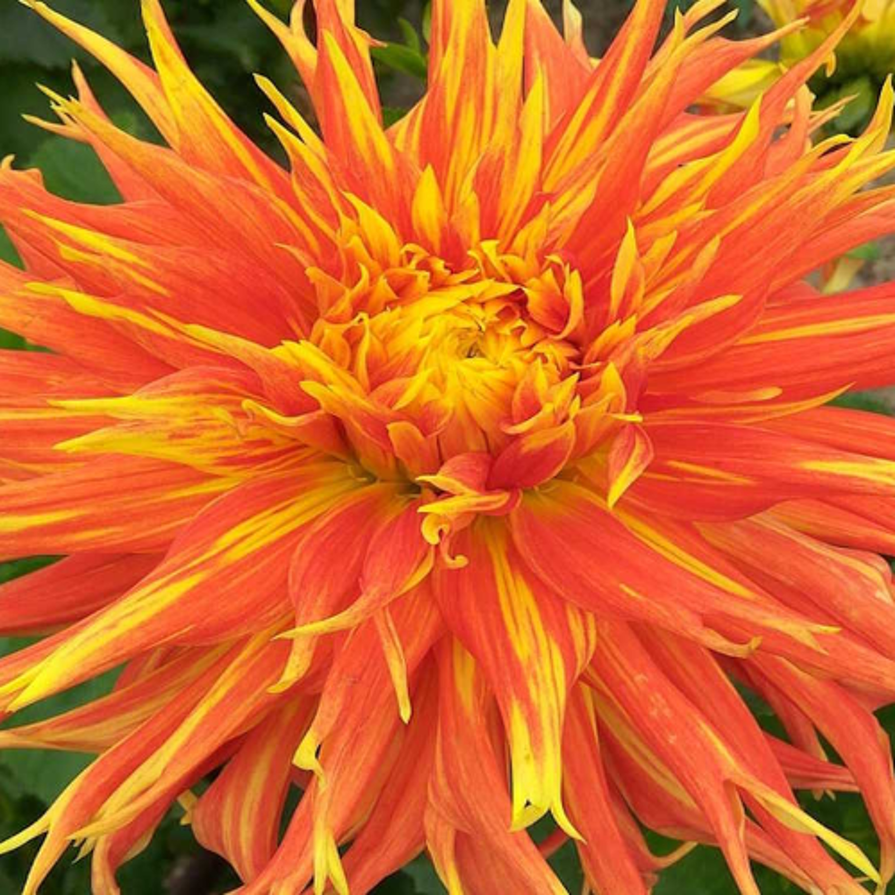 Dahlia festival on track for Chelmsford in August