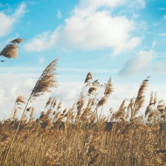 Soft Summer Breeze