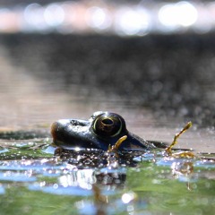 Frog Songs