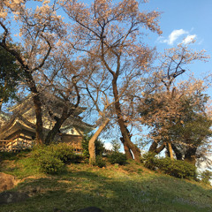 Cherry Blossoms (demo ver.)