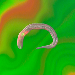 MINI PARASITE