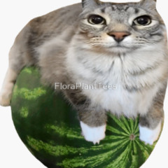 WATERMELON CAT FUNK (READ DESC)