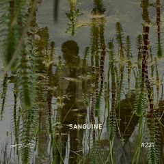 Sanguine - 5/8 Radio #231