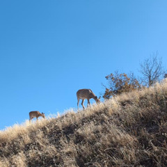 Pinedrops B2B Pandaura 5.23.25 at the Badlander