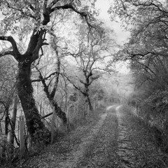 The Oak