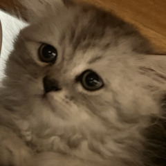 IMMENSE LOVE SO  ARE HER EYES THIS IS CARNAGE 2
