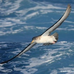 Scopoli's shearwater (Calonectris diomedea)Nightcall Antikythira