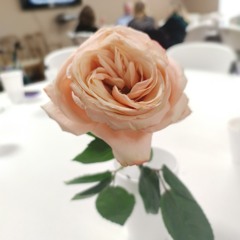 wight roses panted red