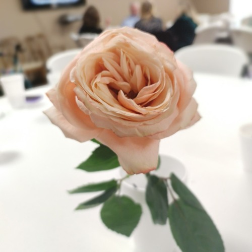 wight roses panted red