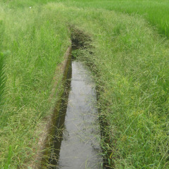 rice field