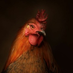 Chicken In Da Cup (Clean)