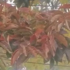 Orange Leaves