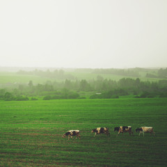 Ngo - Ryuichi Sakamoto 【Cover】