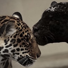 Apple bottom jeans with da fur