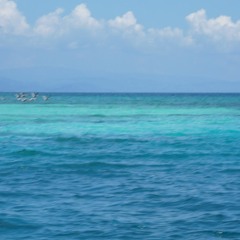 Bare Vole Live - Sweet Micky