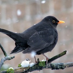 The first singing blackbird of the year