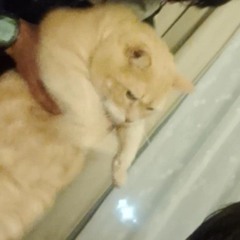 Summer.wav FT absurdnøise