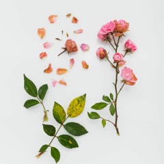 Say It In Plain Words by xannedaymorning(original song)