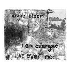 algae bloom - we met upon the level