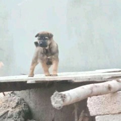 Chữ Thương Nặng Lắm Em Ơi...! (Nguyễn H.Sơn)