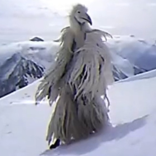 Erosion Bird Theme Song