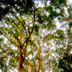 rose forest