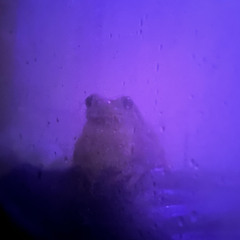 [Funk Trap Type] Alien Funk d sharp maj 100 bpm