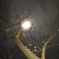 Moonlight Hyrogliphics