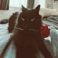 Kitty Cat Woah (ft. Sylvandxd)