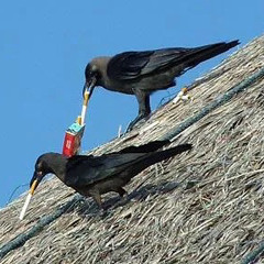 CONCEPT BITCH (feat. Tei)