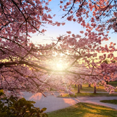 Cherry Blossoms Park Day Sunset Mix