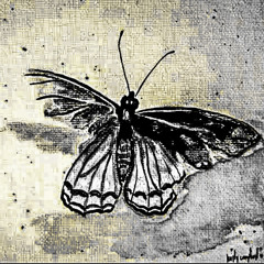 Butterflies and Golden Eyes