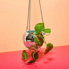 Disco Plant | House & Nu Disco |