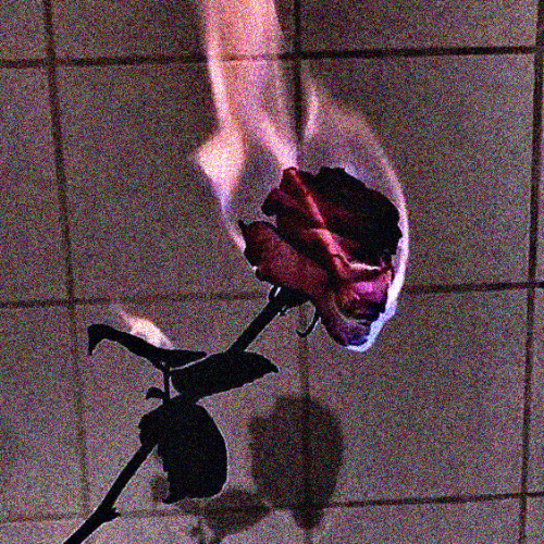 red rose || slowed