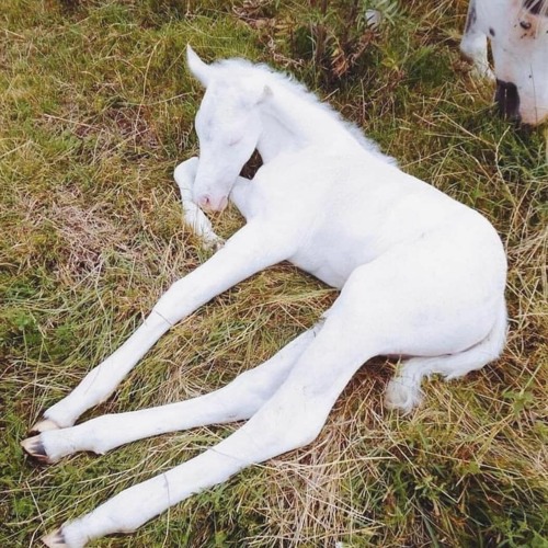 doon kanda - softies mix