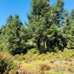 Llano de los Conejos, Santuario Mariposa Monarca - Binaural (escucha con audífonos)