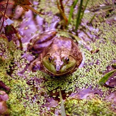 Wooden Frog (Remix)