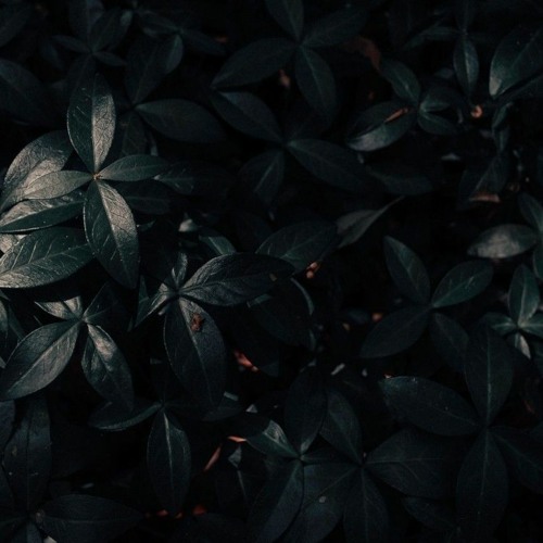 ladies and gentlemen her x camel by camel edit audio