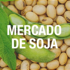 Clima na Argentina e tarifas de Trump dominam atenções no mercado de soja