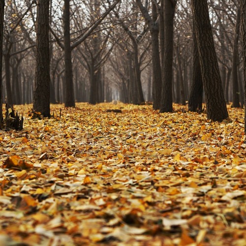 Woodland Walk
